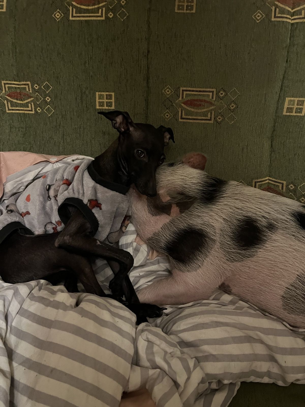 Imádja egymás a kutyus és a szerencsehozó malac, Alice