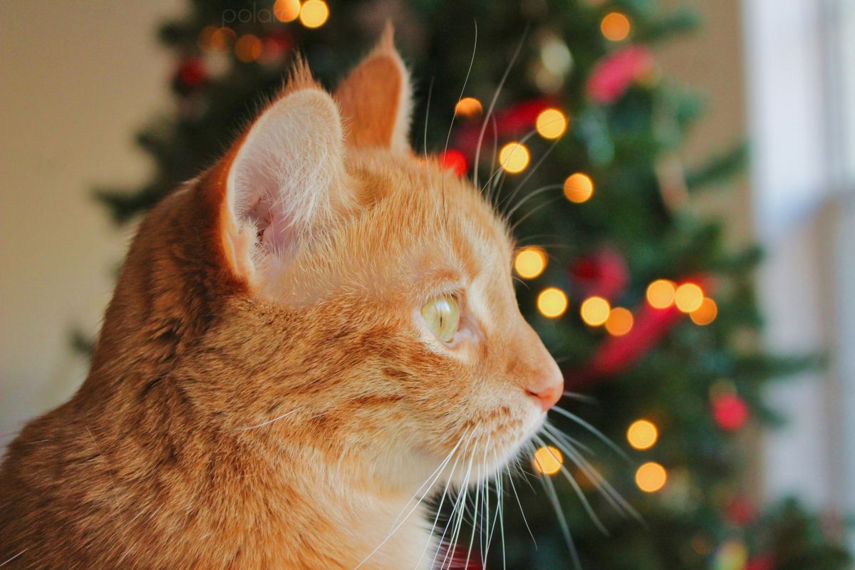alt=A karácsonyfa szenvedi meg a legjobban a cicák csodálatát az ünnepi időszakban, ezért fontos, hogy mi előbb felkészüljünk