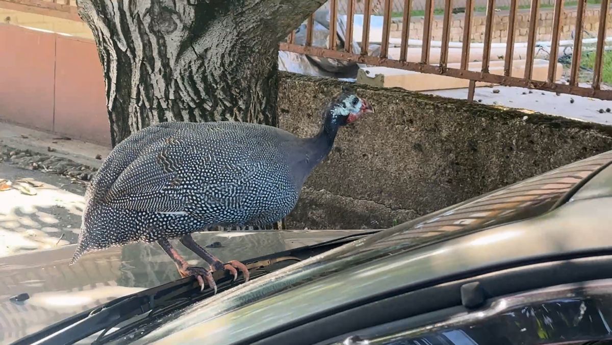 kóbor gyöngytyúk akcióban