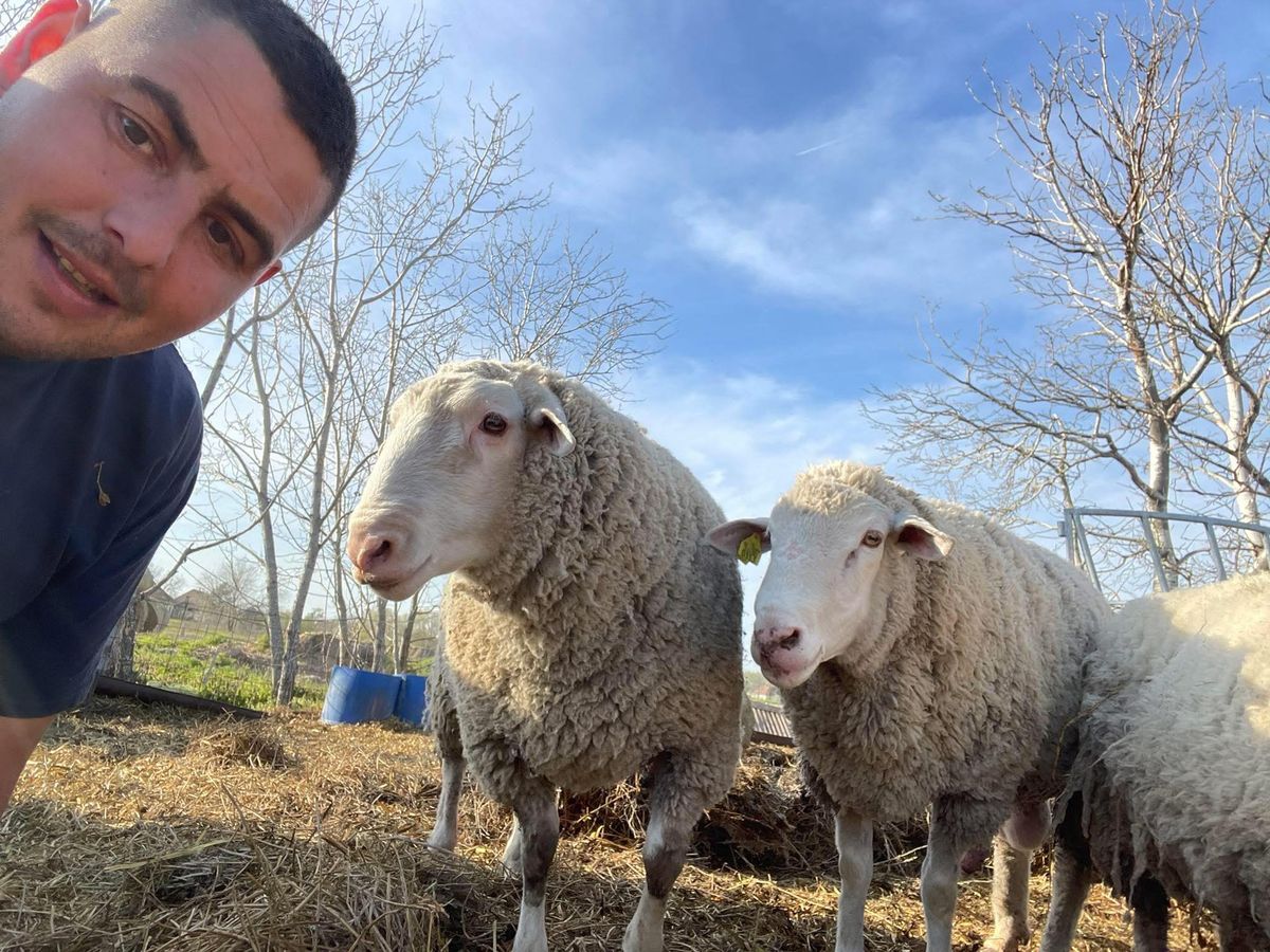 Bárányaival szelfizik az őstermelő János.