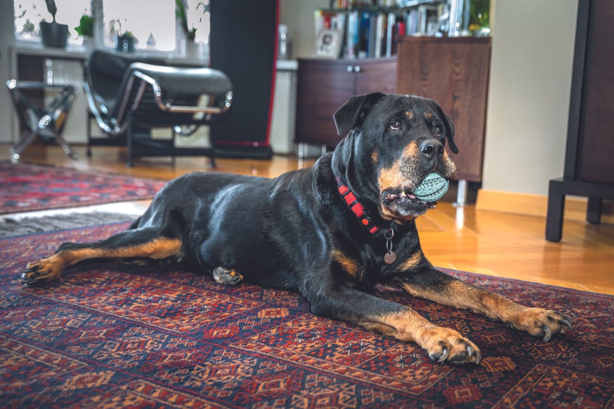 A tizenkét éves Leila a mai napig imád játszani