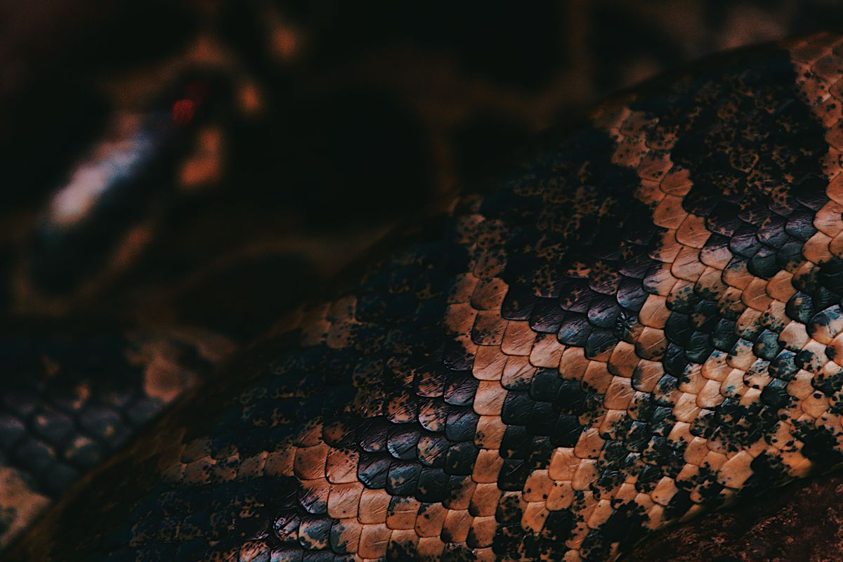 Dokumentumfilm kedvéért hagyta, hogy egy anakonda élve felfalja