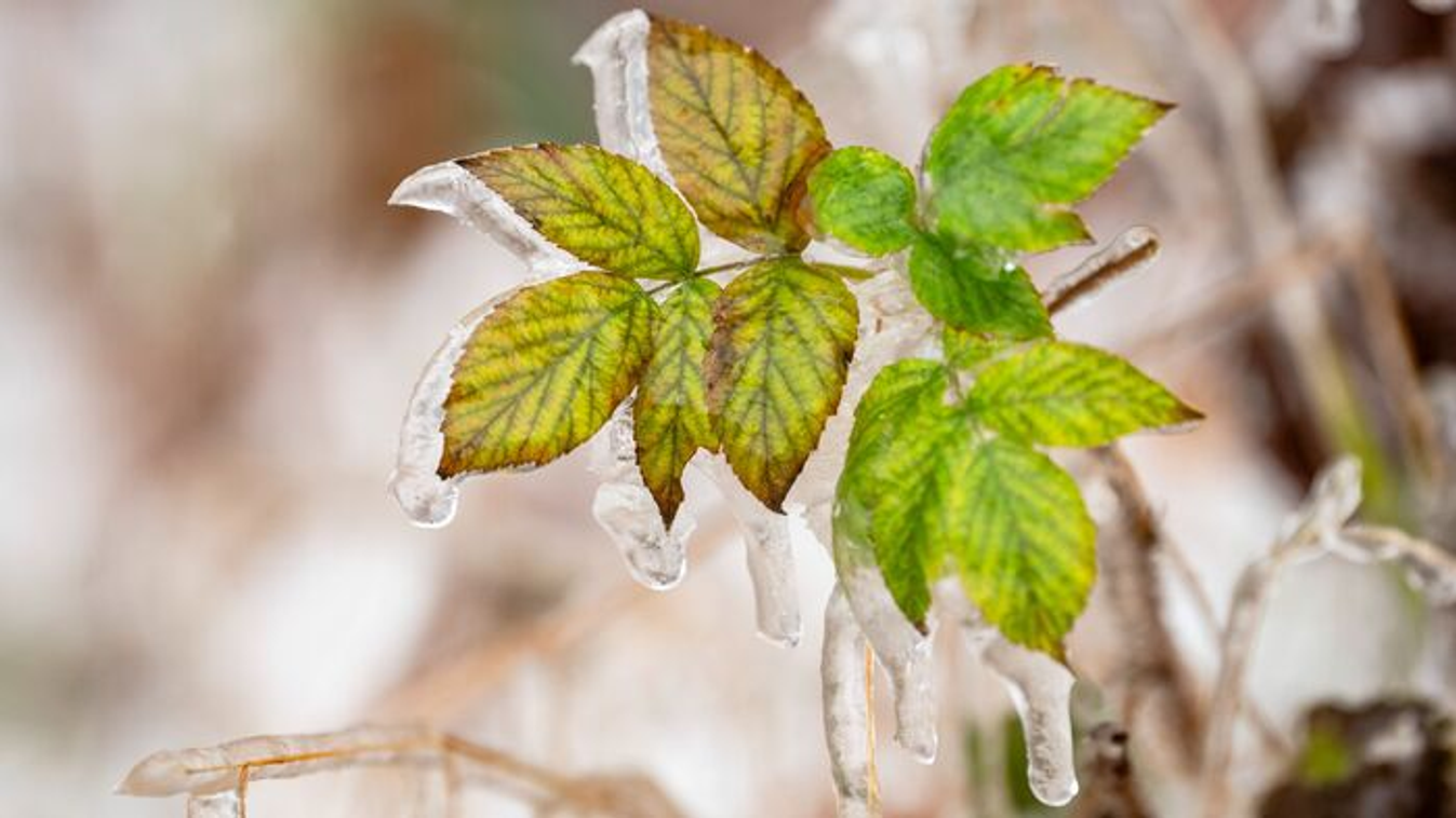Megérkezik végre a havazás – itt számíthatunk fehér tájra! Megérkezik végre a havazás – itt számíthatunk fehér tájra!