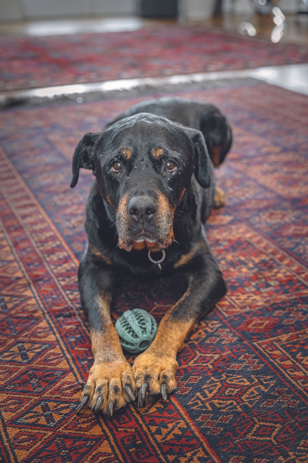 Én és a kedvencem: Ungár Anikó és Leila: Egyedülálló a kapcsolatuk METROPOL