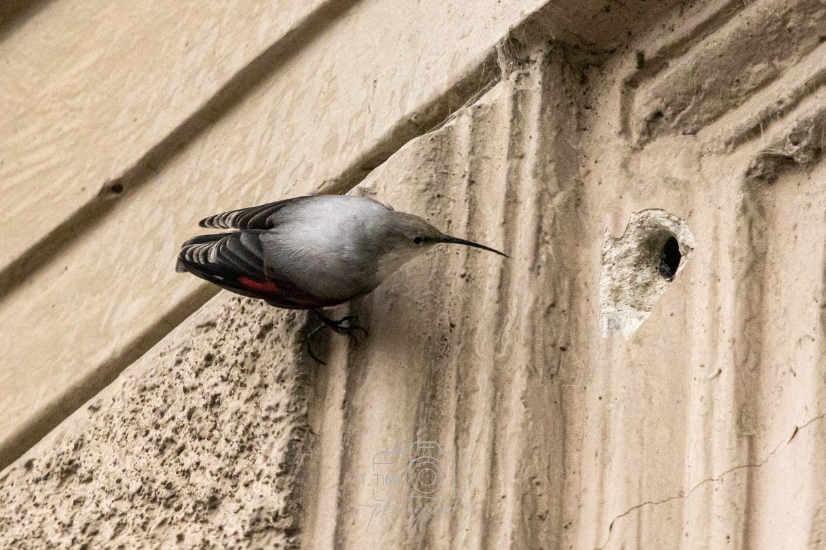 Vöröses, szürke tollazatú hajnalmadár pihen egy budapesti ház falán. 