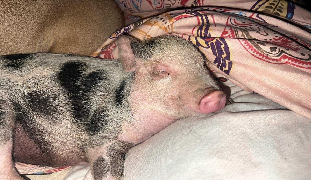 Alice a törpemalac kiharcolta magának, hogy az ágyban aludjon