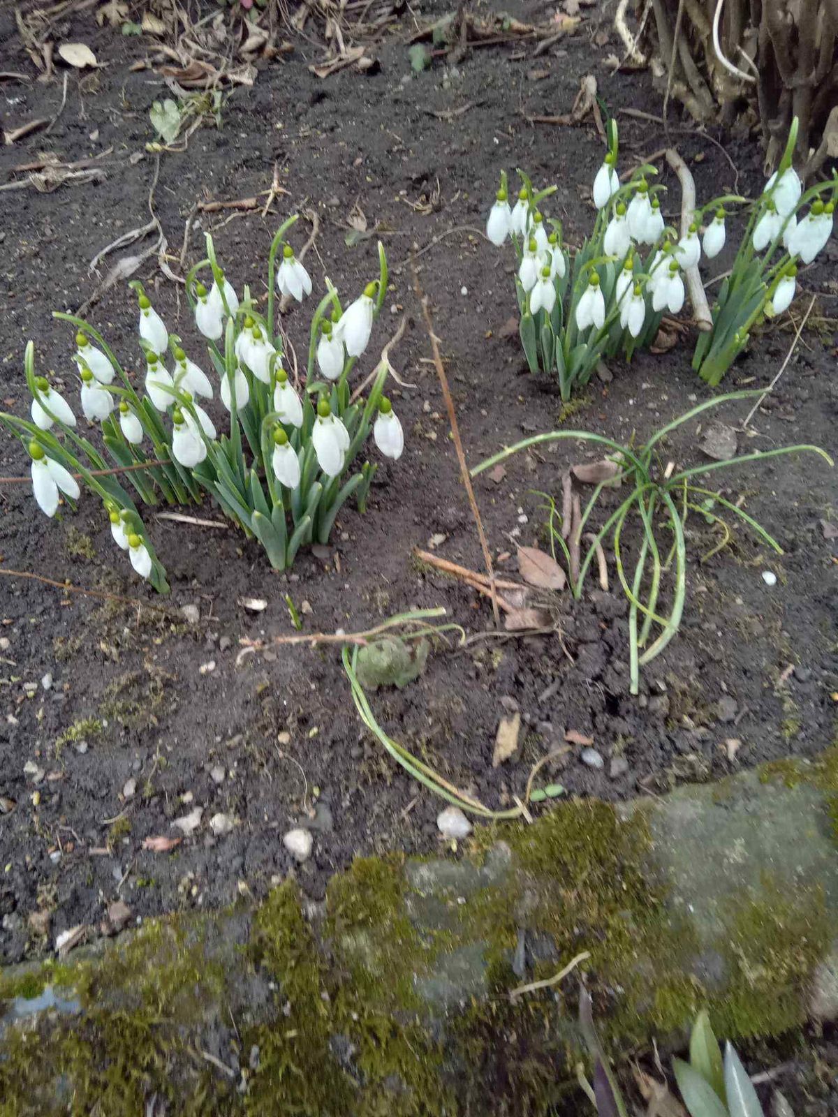 Már januárban nyílnak a hóvirágok