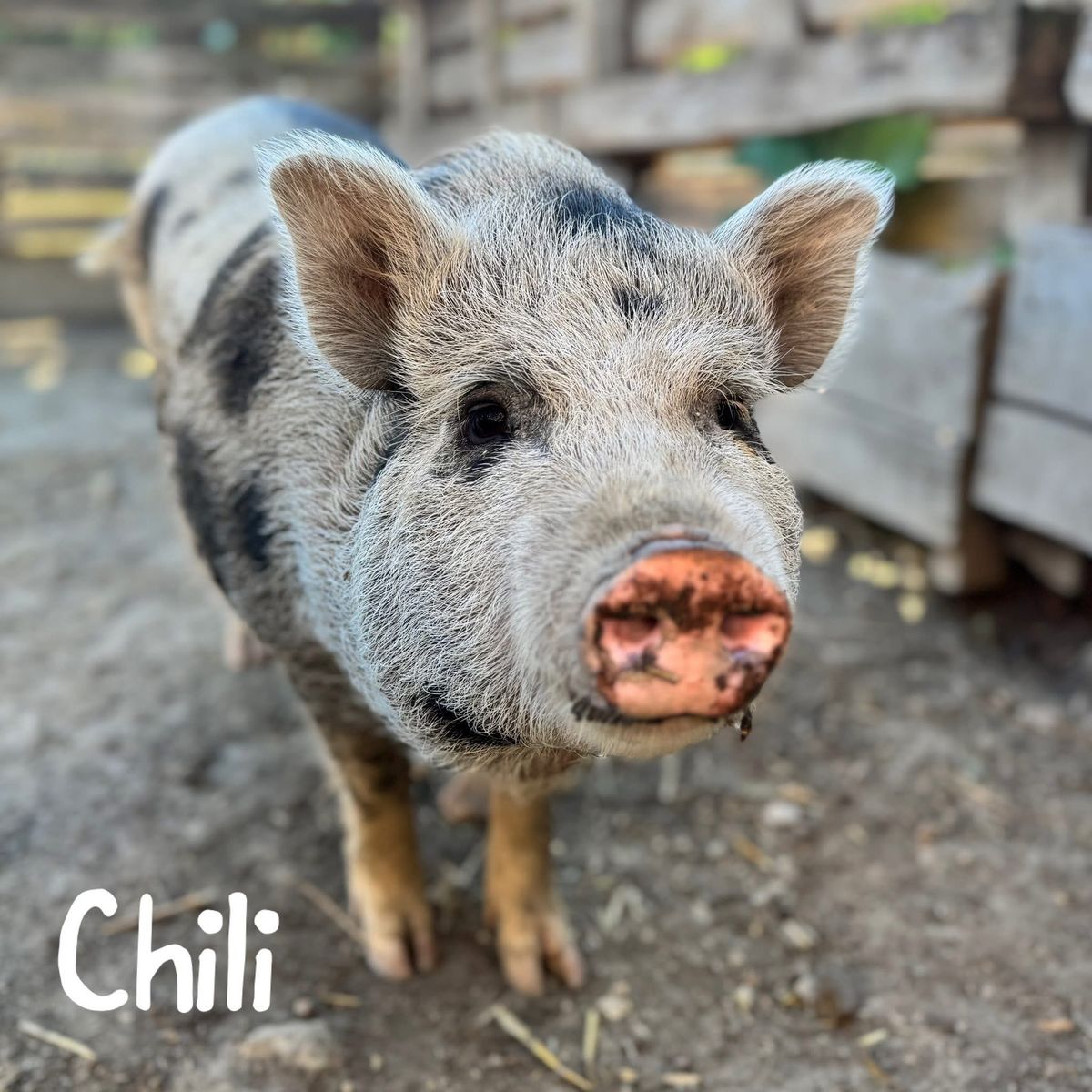 Chili a kóbor malac