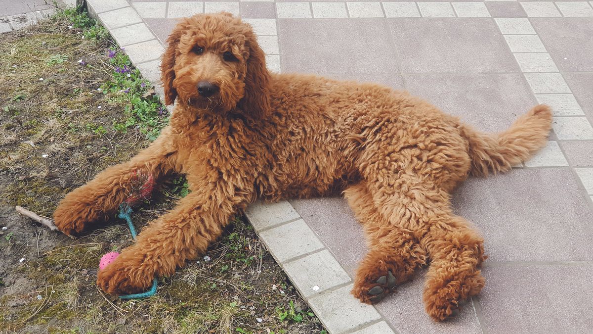 A labrador poodle keverék mára igen népszerű fajta lett