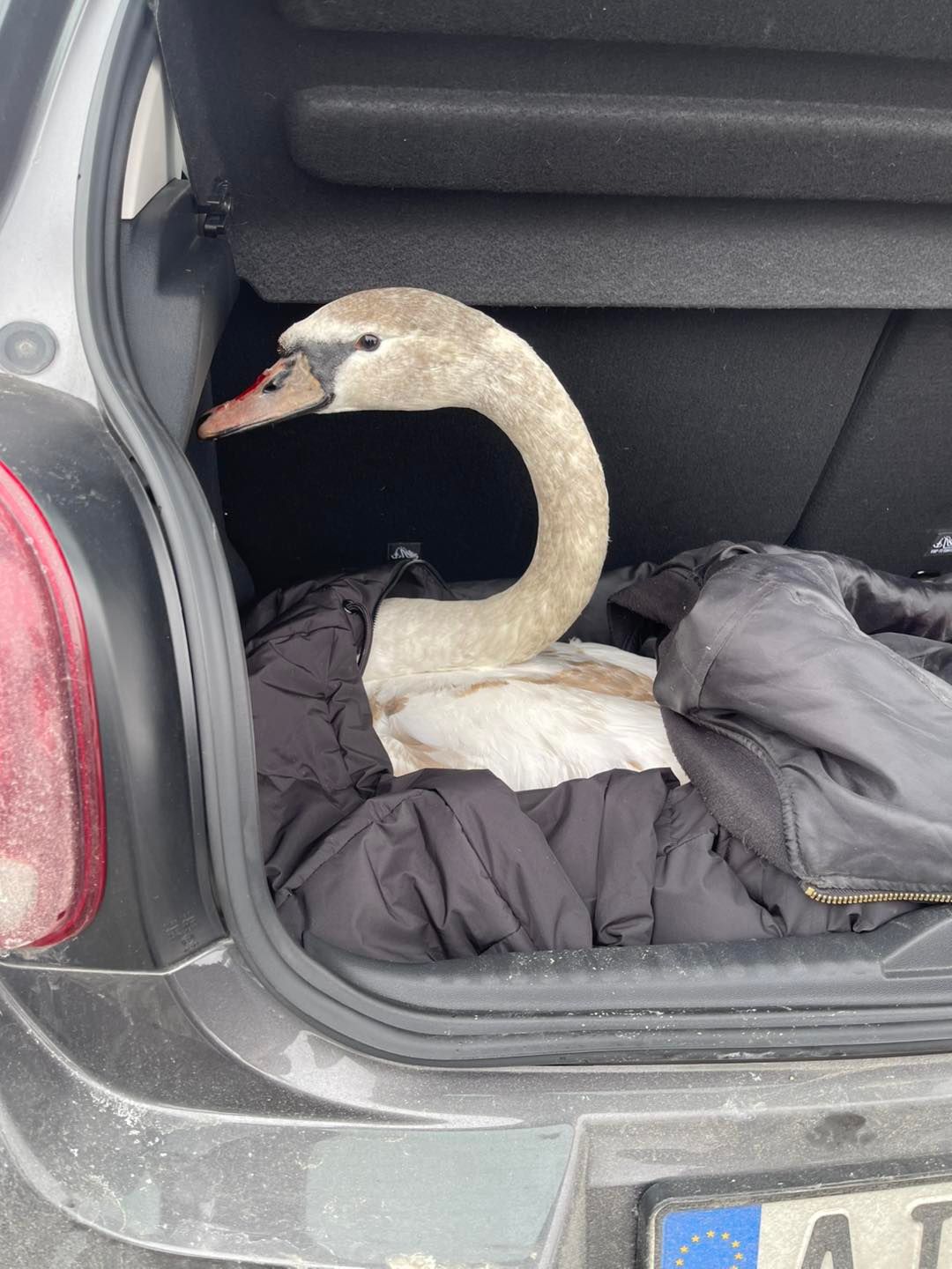 Kisbütyök, a hattyú megmenekült