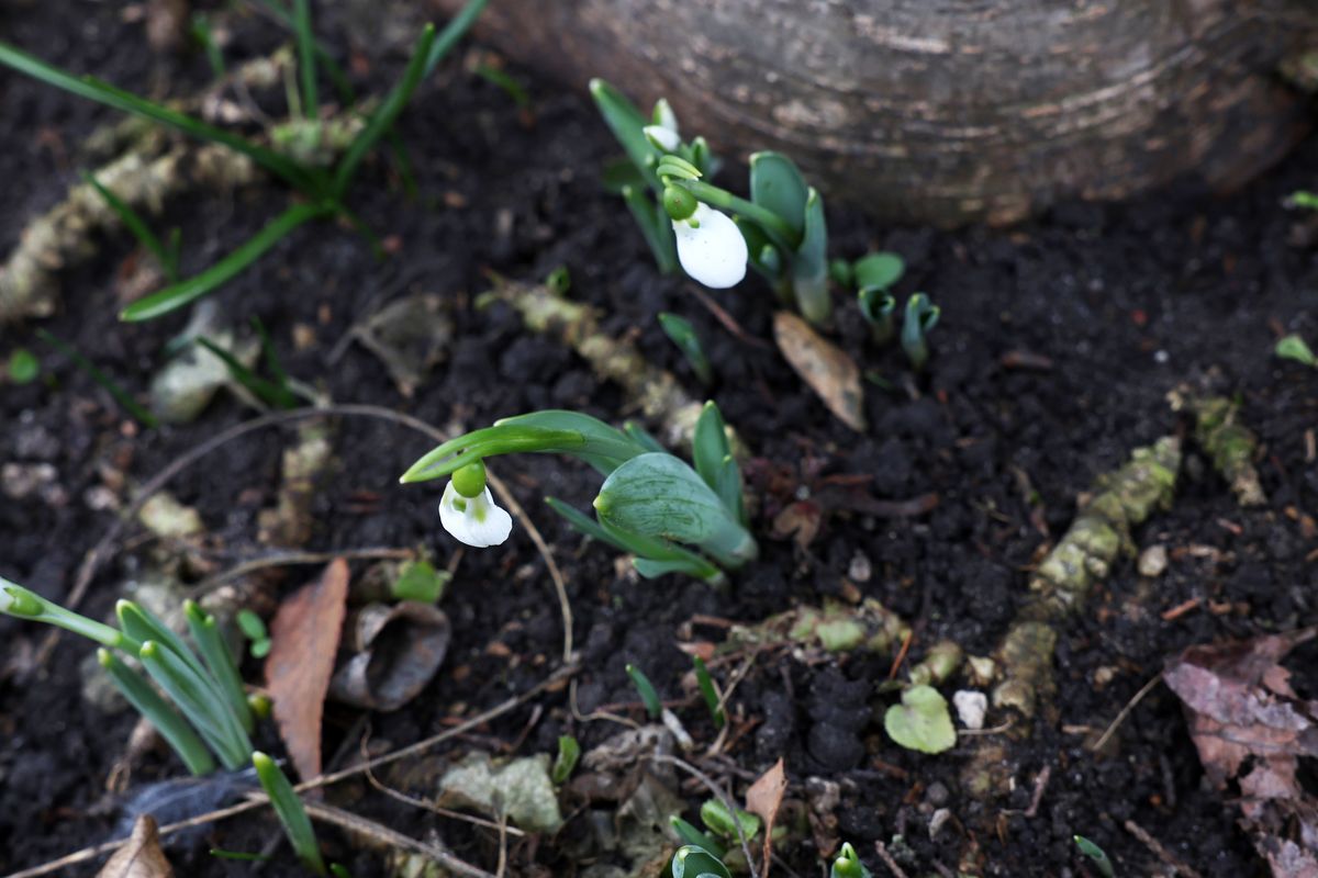 A Füvészkertben nyílnak a hóvirágok    