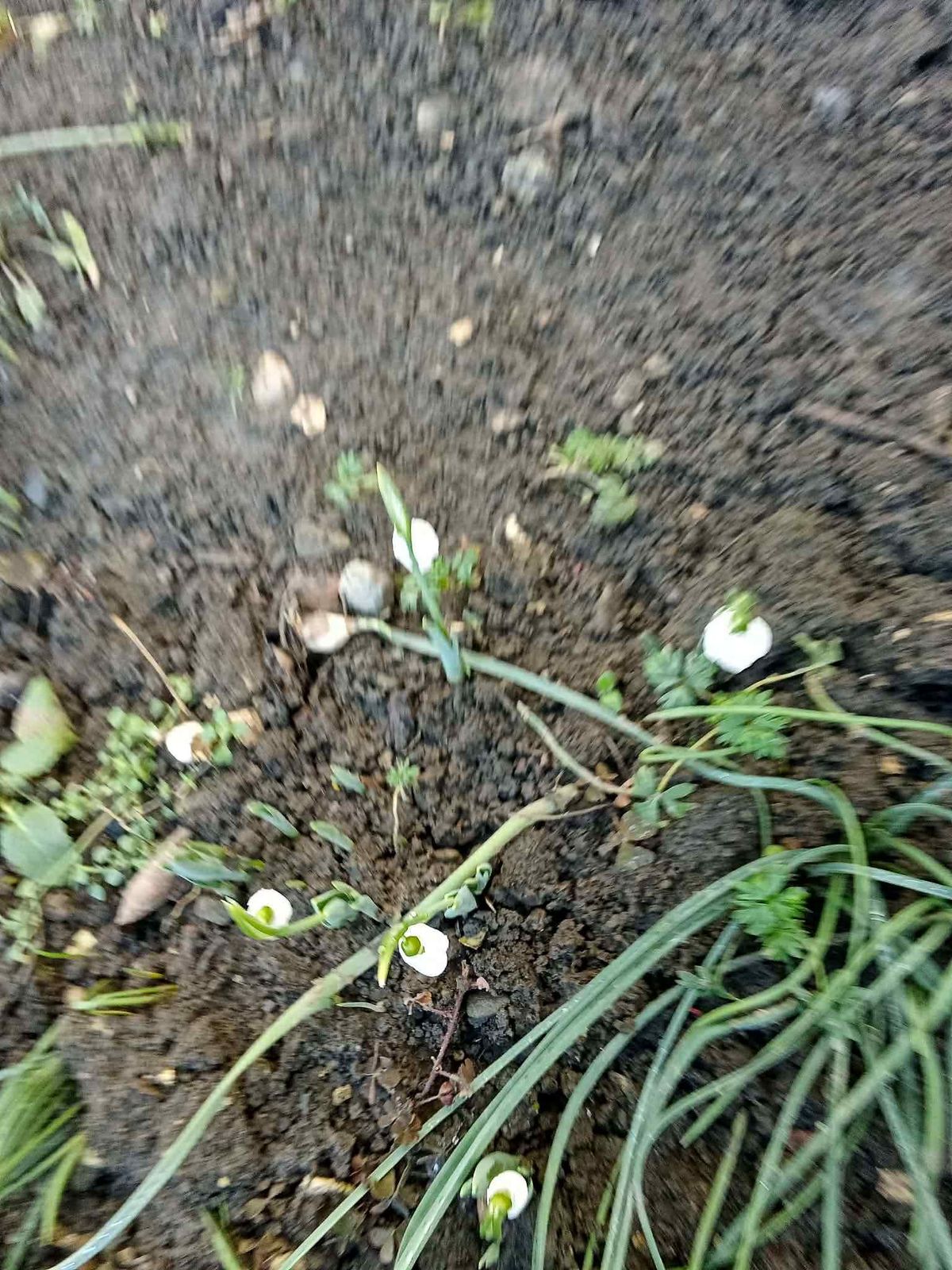 Már a havazás előtt elkezdtek kibújni a földből