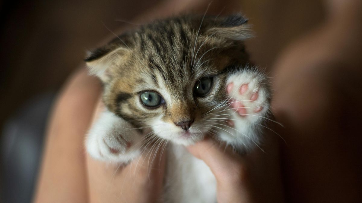 Gondolt a jövőre - otthagyta a cica mancsnyomát a gazdi, hogy így örökké élhessen