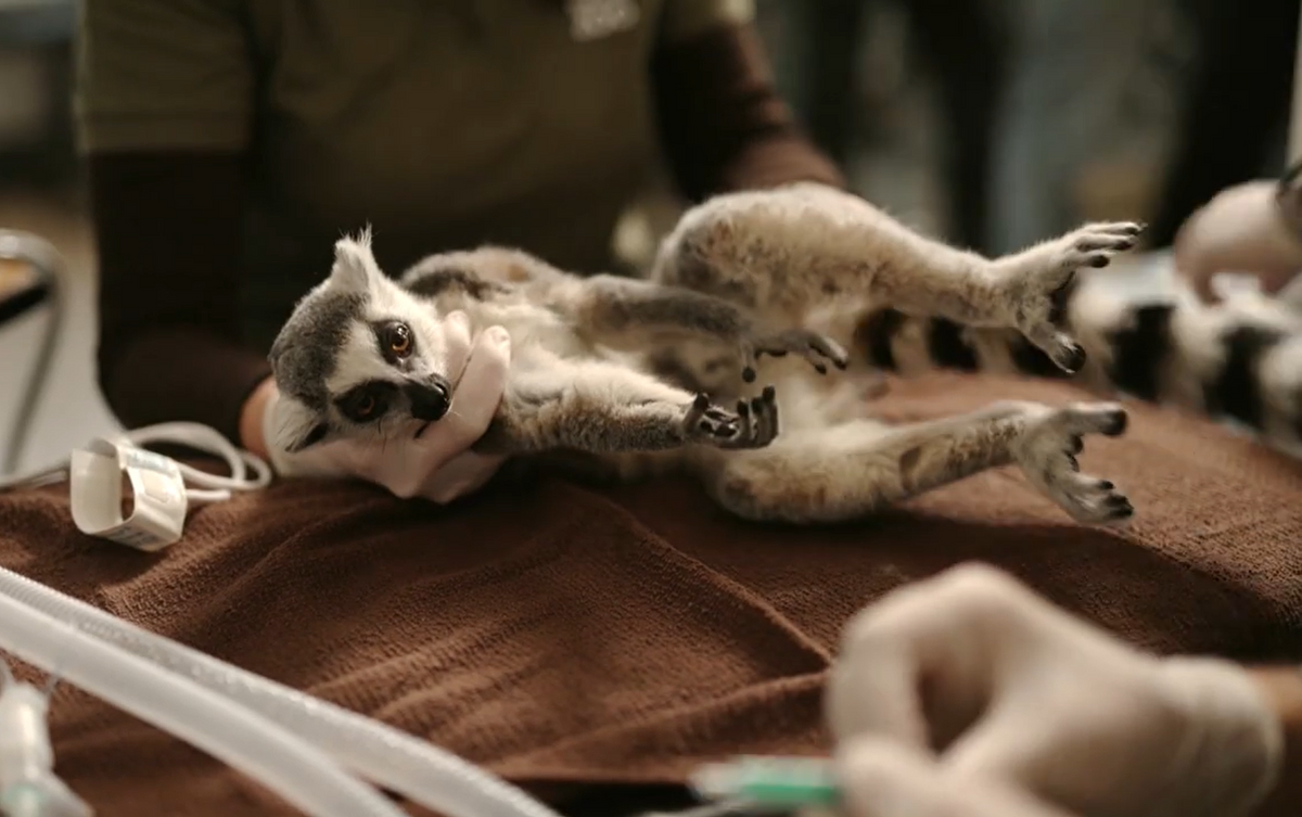 gyűrűsfarkú maki a beavatkozás során