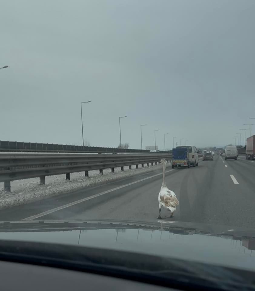 Szerencsére időben meg tudtak állni az autók