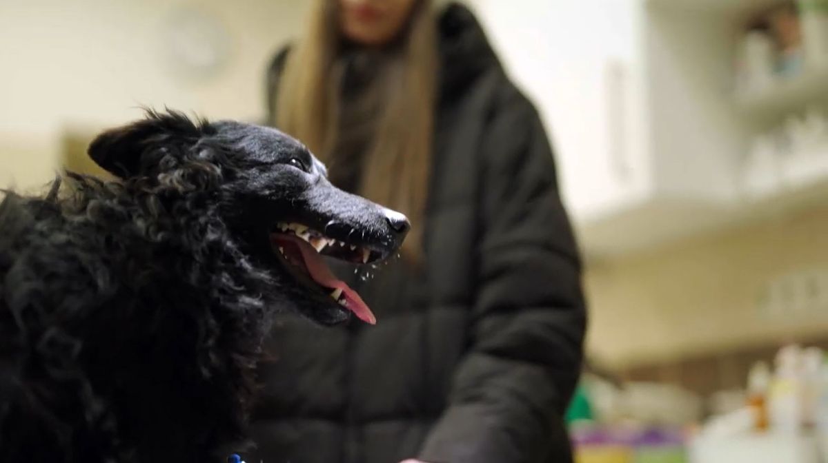 vészhelyzet, állatkórház