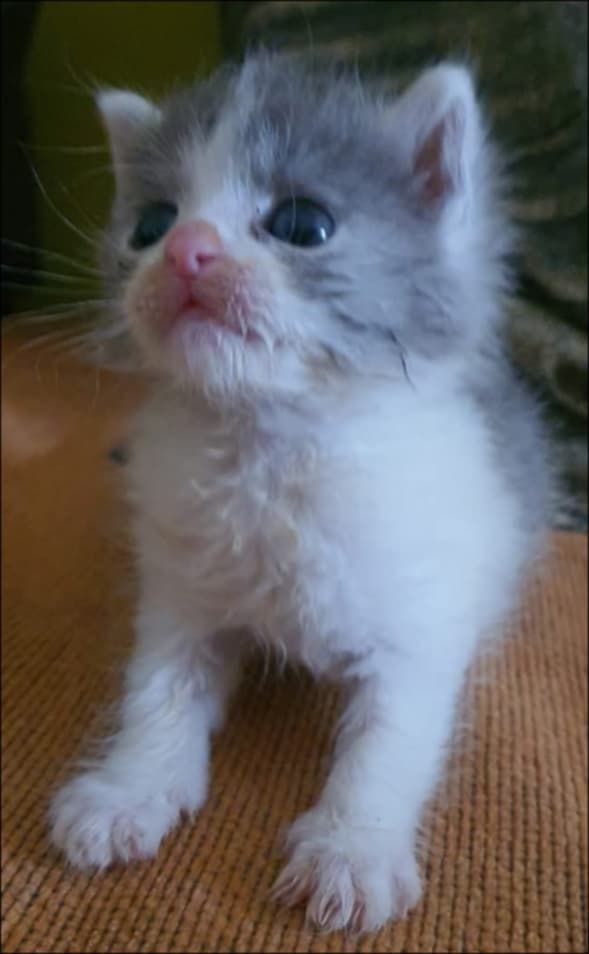 Picúr ilyen pici volt, amikor Gyula örökbe fogadta őt