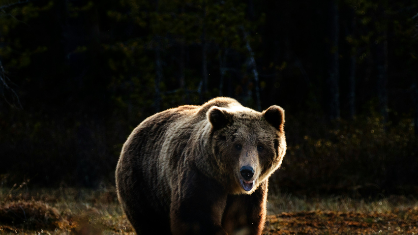 Kvíz kérdést ábrázoló kép.