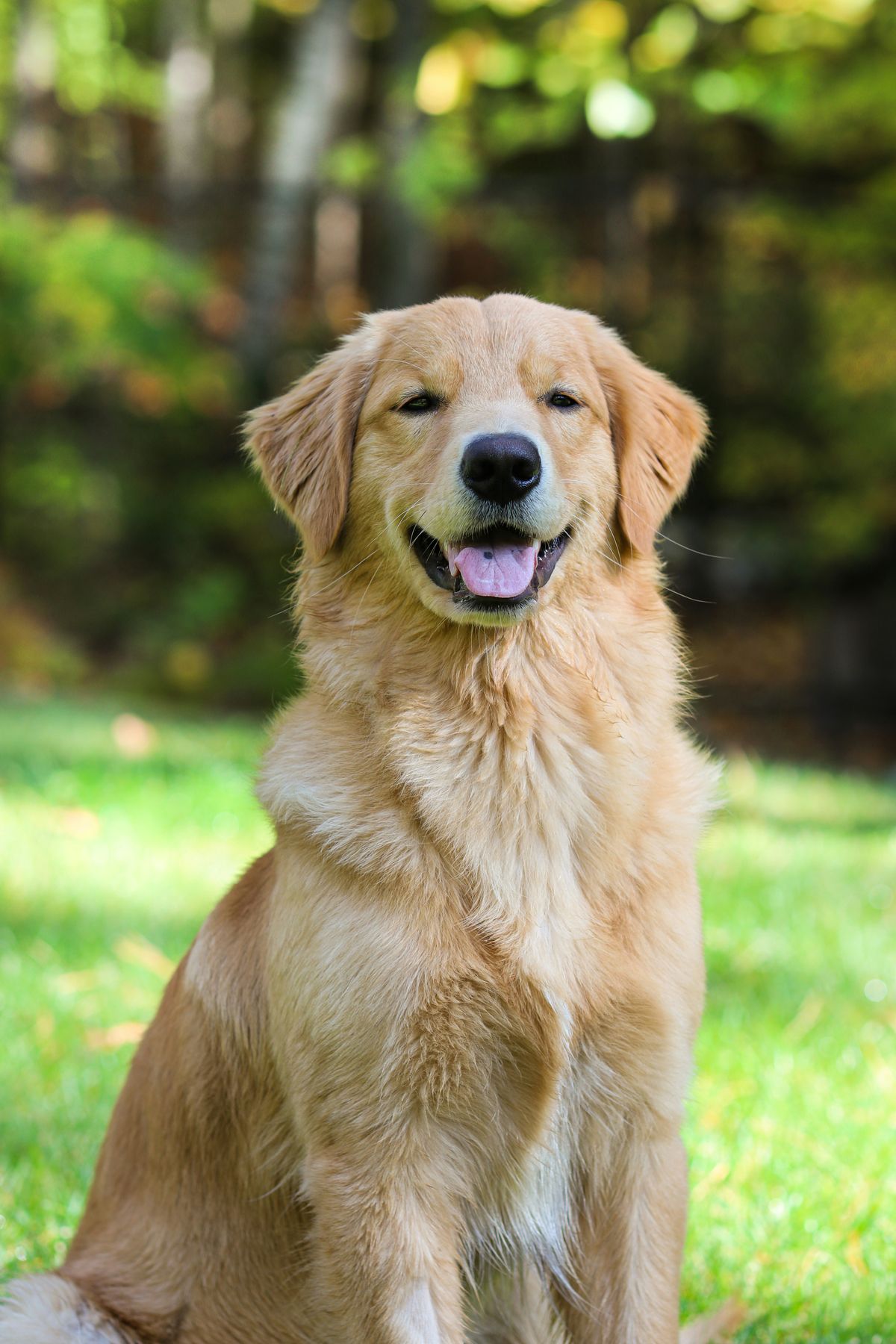 Nem hagyja magára gazdáját az enni való golden retriever
