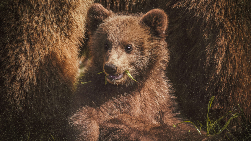 Kvíz kérdést ábrázoló kép.