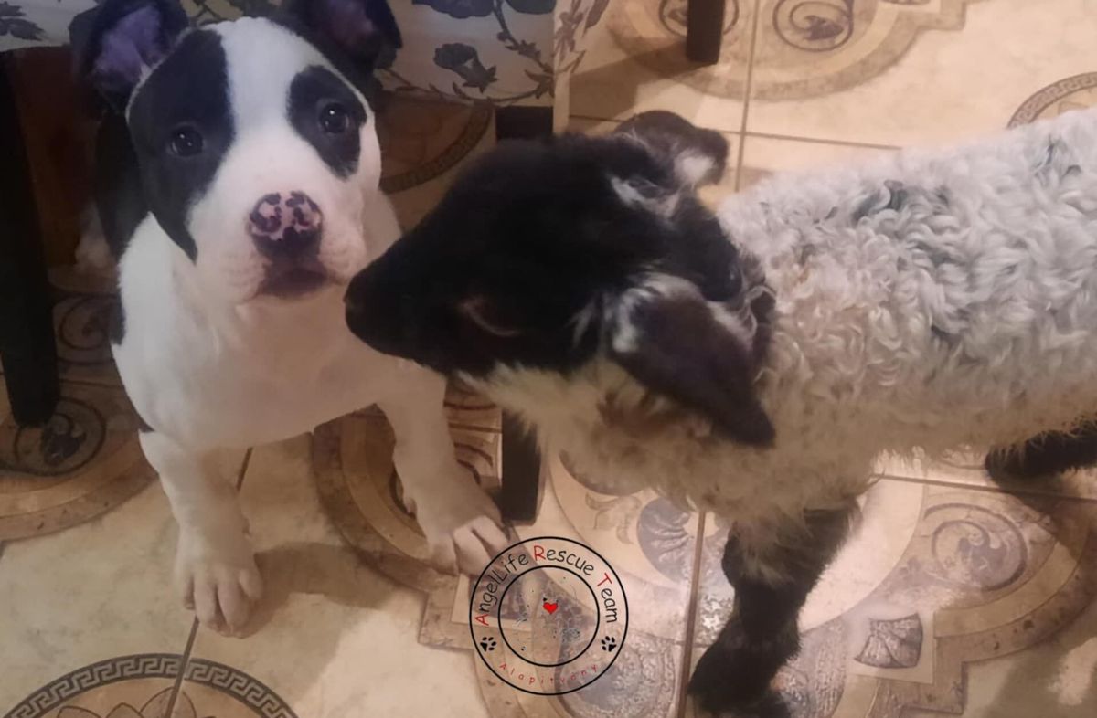 AngelLife Rescue Team Állat-és Természetvédelmi Alapítvány két kis mentettje: egy kiskutya és egy kisbárány