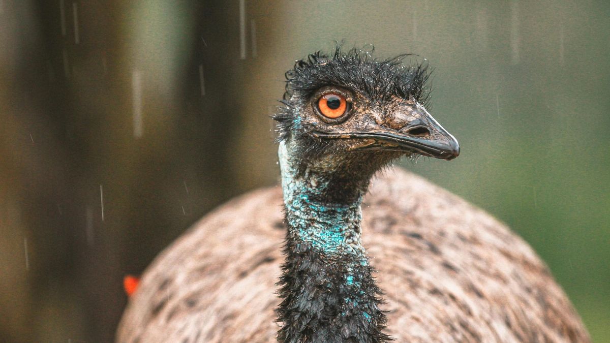 A fiatal nő legjobb barátja egy Melvin nevű emu