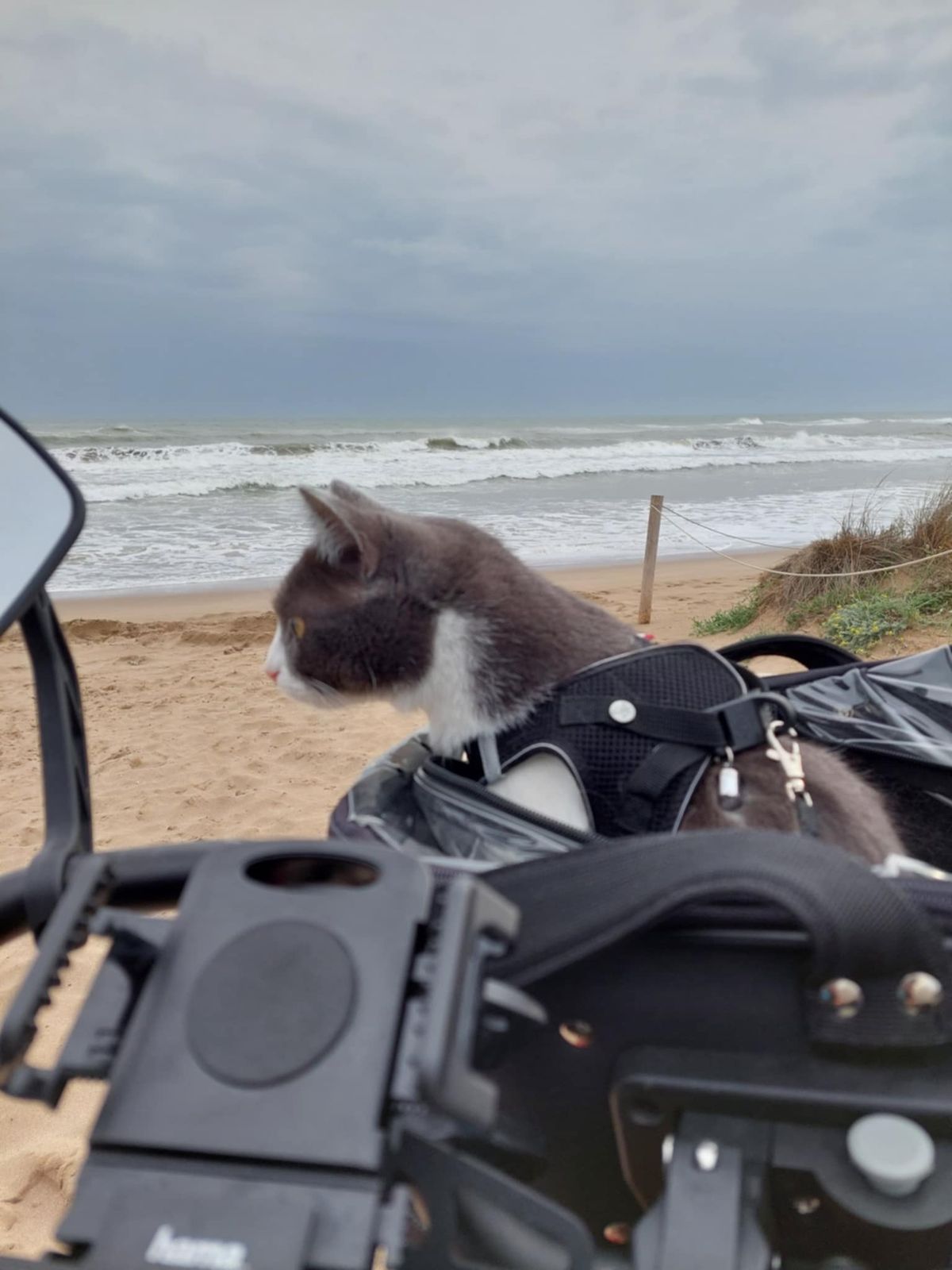 Picúr cica imád nézelődni a nagyvilágban