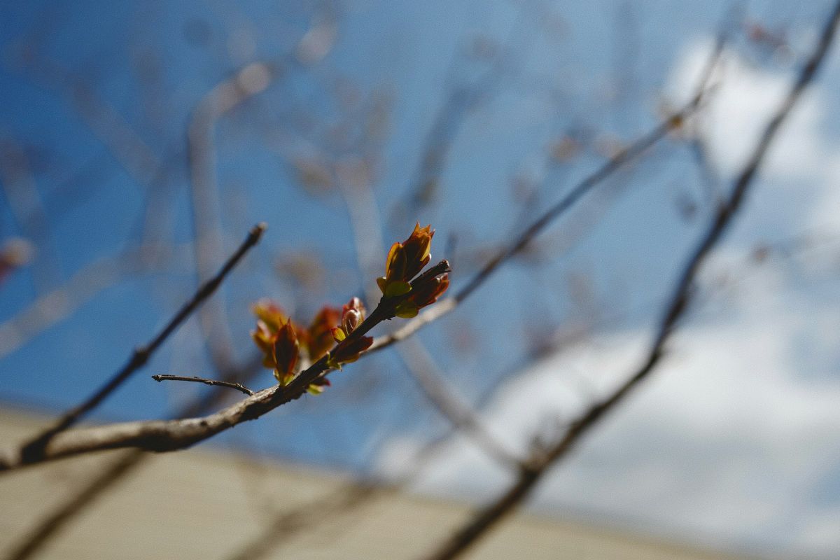 Beköszönt a kora tavasz, csak kevés csapadék várható a következő napokban