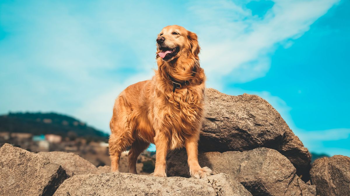 Kutyája okozta majdnem a gazdi vesztét