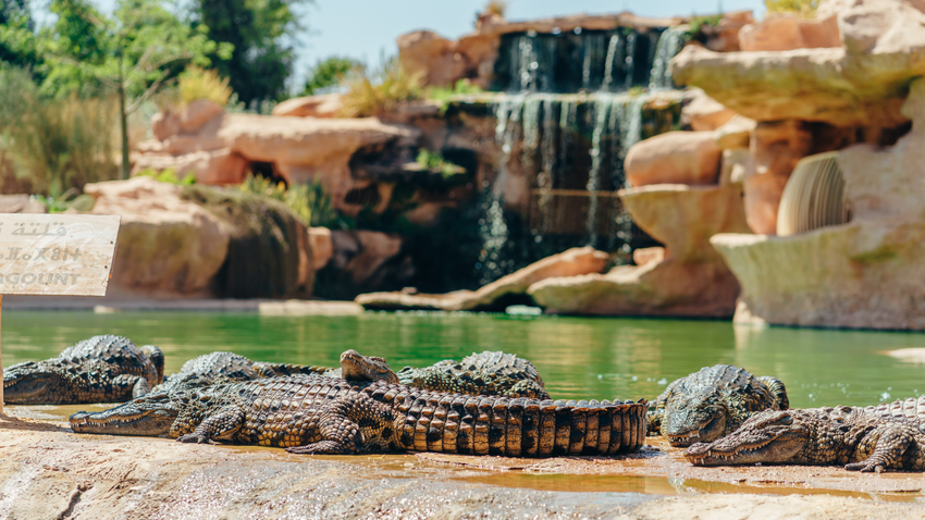 Kvíz kérdést ábrázoló kép.