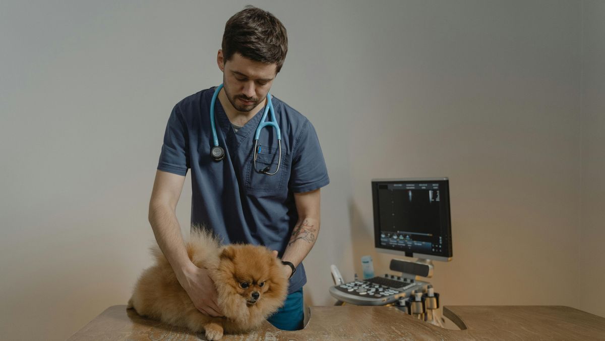 Így tehetjük békéssé háziállatunk végső útját