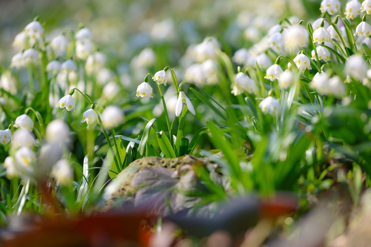 Ma van a csillagászati tavasz kezdete.