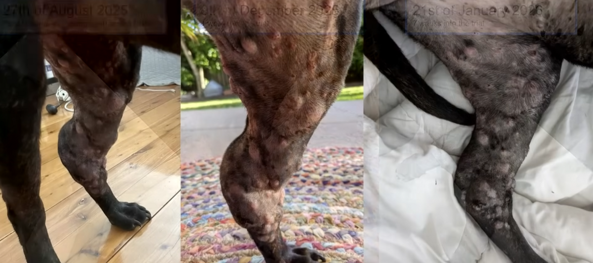 A kutyus súlyos tünetei miatt a gazdi a ChatGPT segítségével rák elleni oltást készített