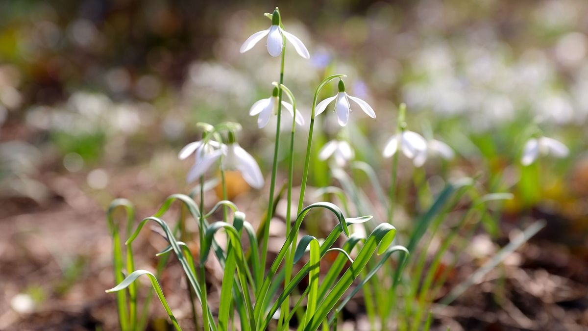 A tavaszias hűvös idő nem befolyásolta a növények életét.