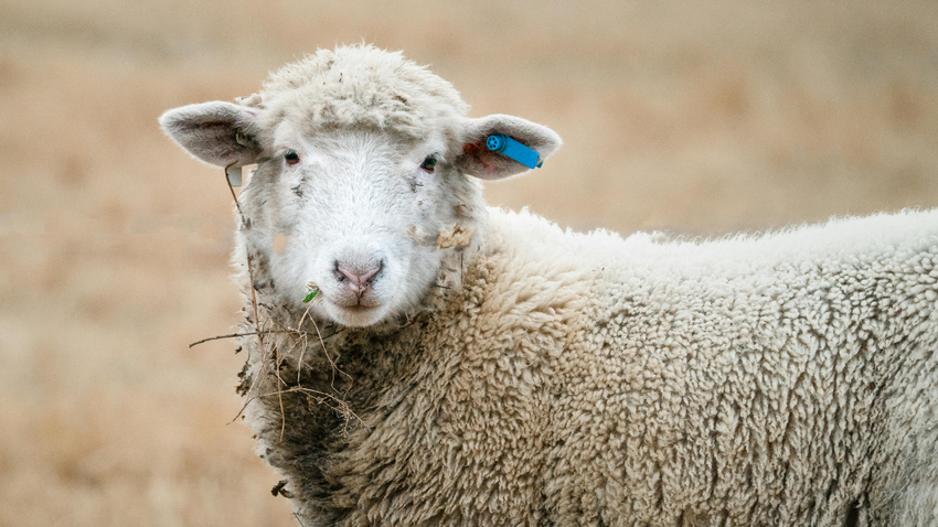 Kvíz kérdést ábrázoló kép.