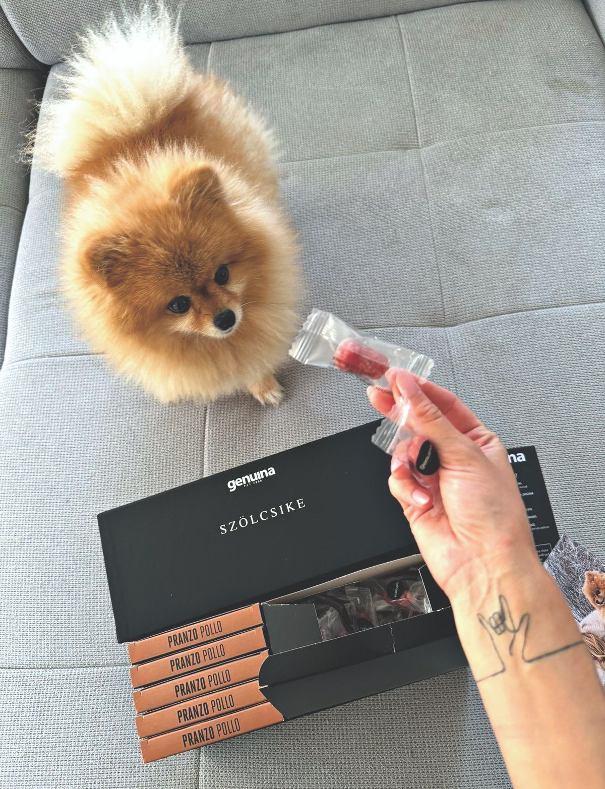 Szőlő kutyusnak sok kényeztetésben van része 