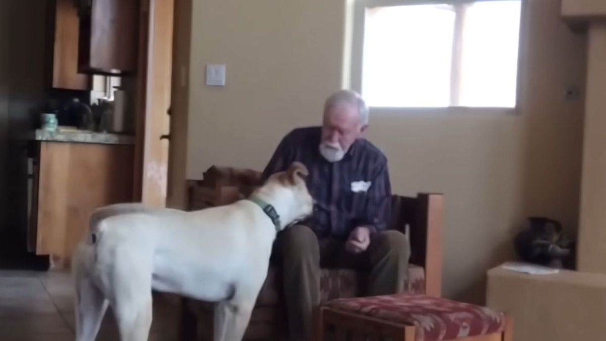 Kutatók szerint az Alzheimer-betegek számára a kutyák feszültségmentes jelenléte segíthet visszahozni az elveszettnek hitt emlékeket és a beszédet