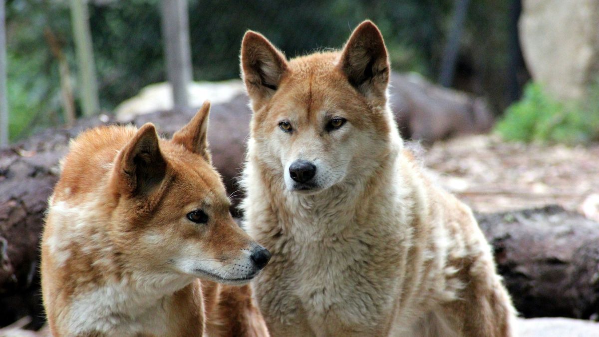 dingó, dingó-támadás