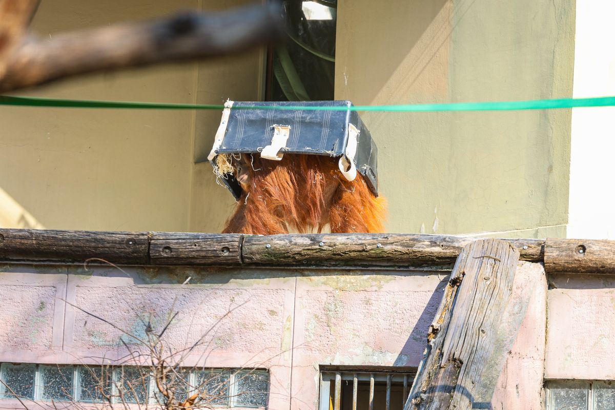 Ébred a természet, az állatok is örömmel mennek ki a friss levegőre.