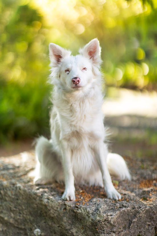 Fogyatékkal élő kutya: Mia, vak és siket, így született felelőtlen szaporítók miatt     