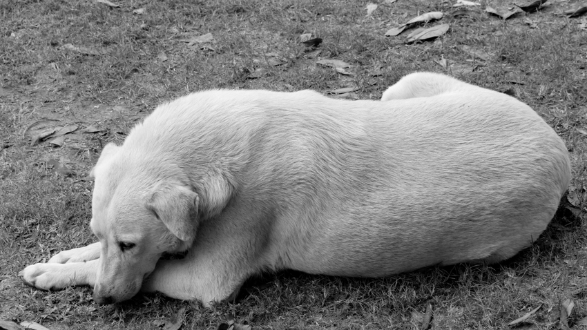 Kvíz kérdést ábrázoló kép.