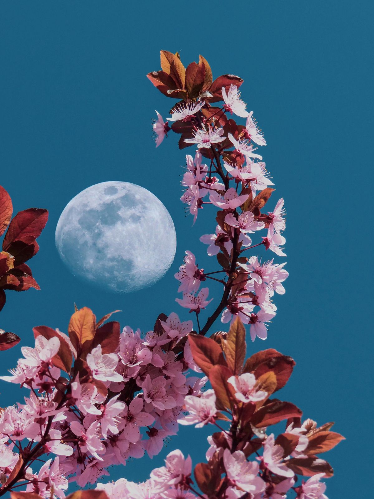 A Virághold ereje: engedd el azt, ami már nem szolgálja a fejlődésedet 