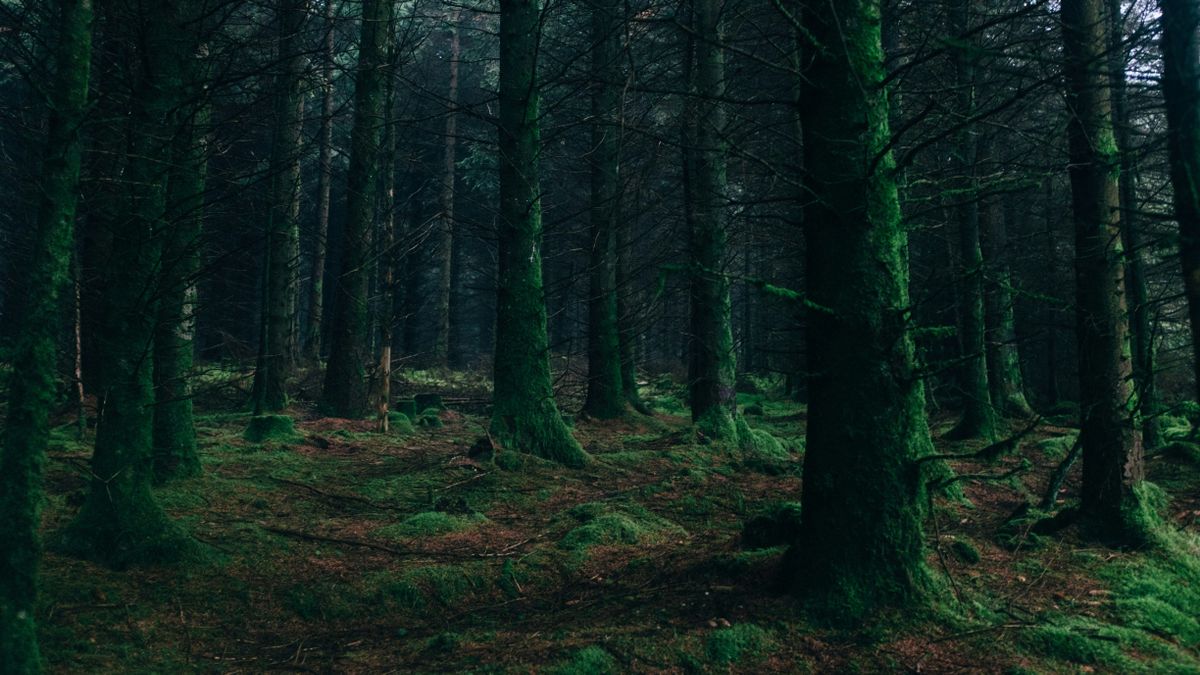 Az erdőben talált emberi csontok azonosítása után végleg bebizonyosodott, hogy a fiatal Aidan Spear tragikus körülmények között vesztette életét