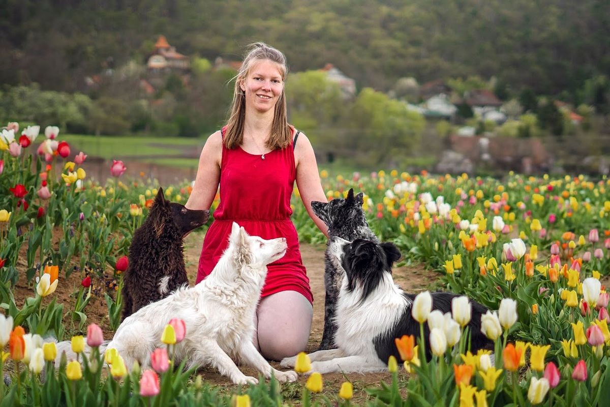 Hanna kutyái nagyon jól kijönnek egymással, hamar befogadták Miát is