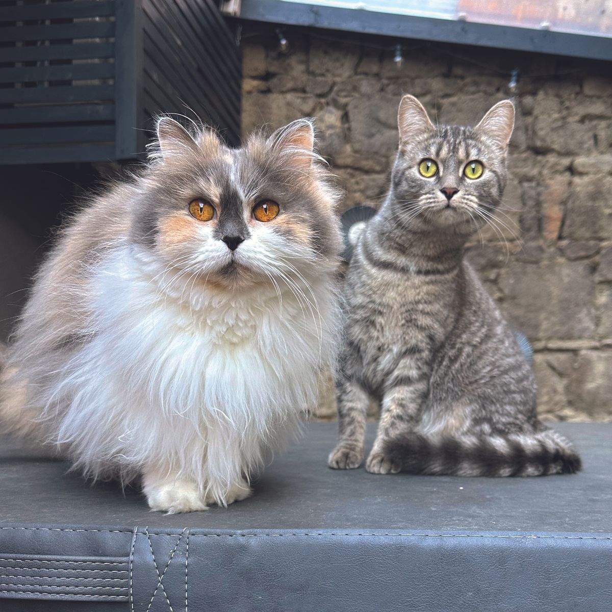 Bájoskának és Sisinek irigylésre méltó az élete az énekesnő mellett