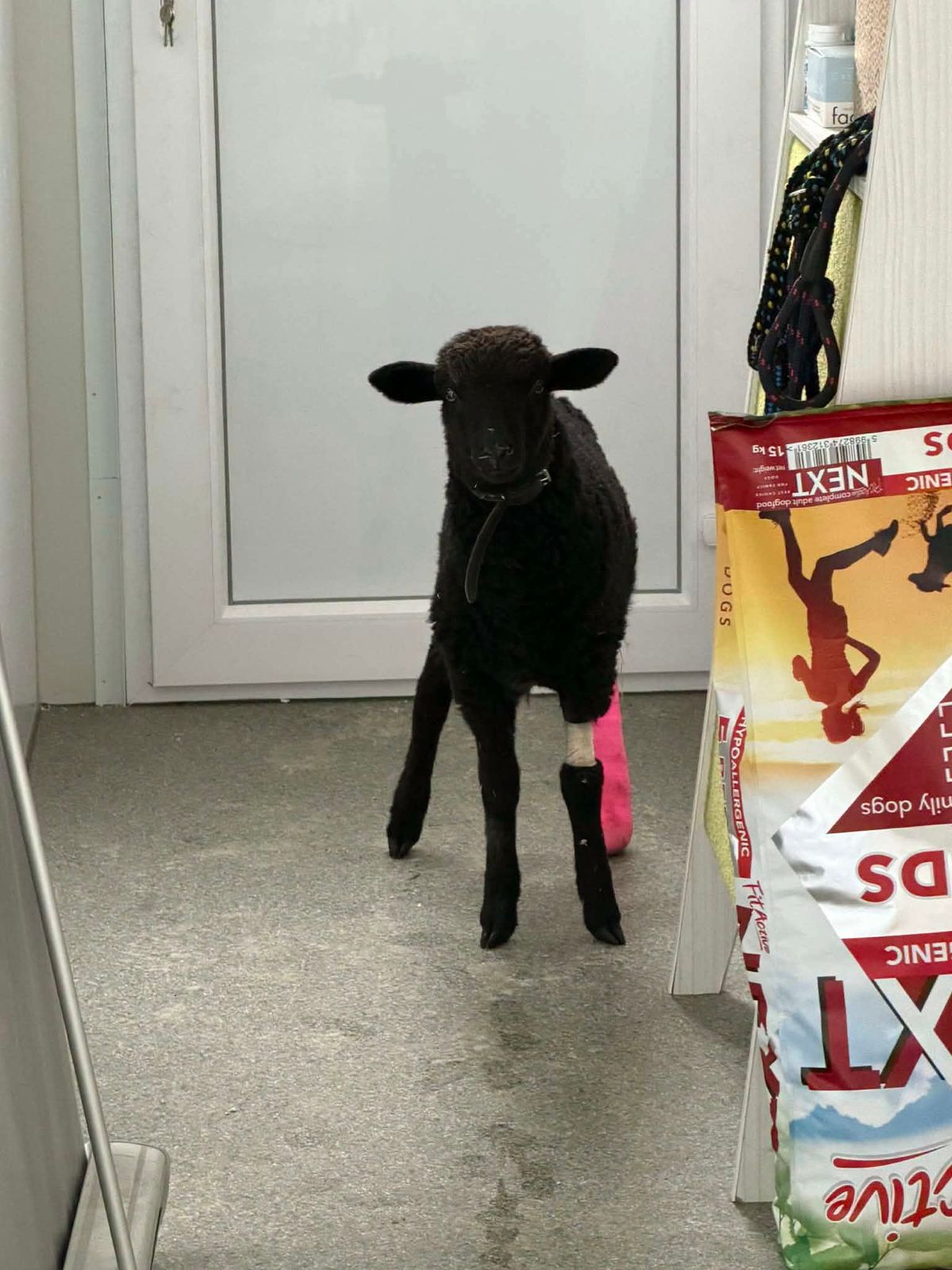 Mindkét lába eltörött a báránynak. Fotó: Állatmentő Liga