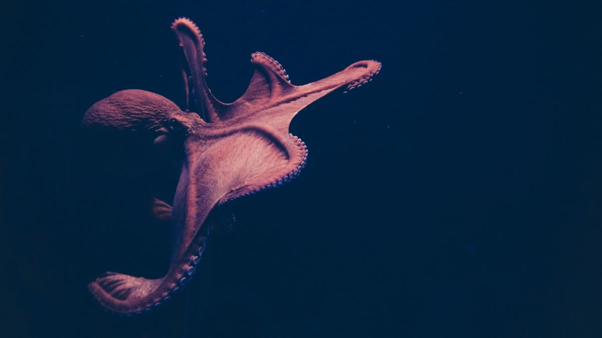 A valódi Kraken még a tengeri dinoszauruszokat is simán levadászta