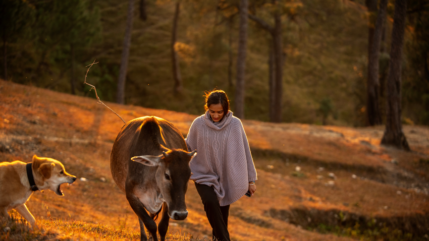 Kvíz kérdést ábrázoló kép.