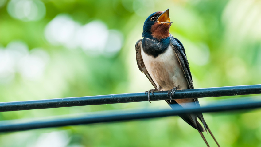 Kvíz kérdést ábrázoló kép.