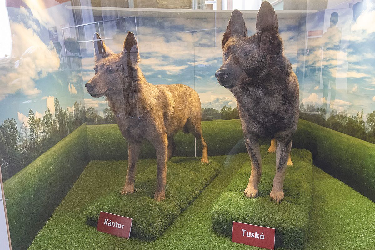 Kántor történeteivel, de Tuskóval készült az MTV sorozata, az ebek a rendőrmúzeumban tekinthetők meg 